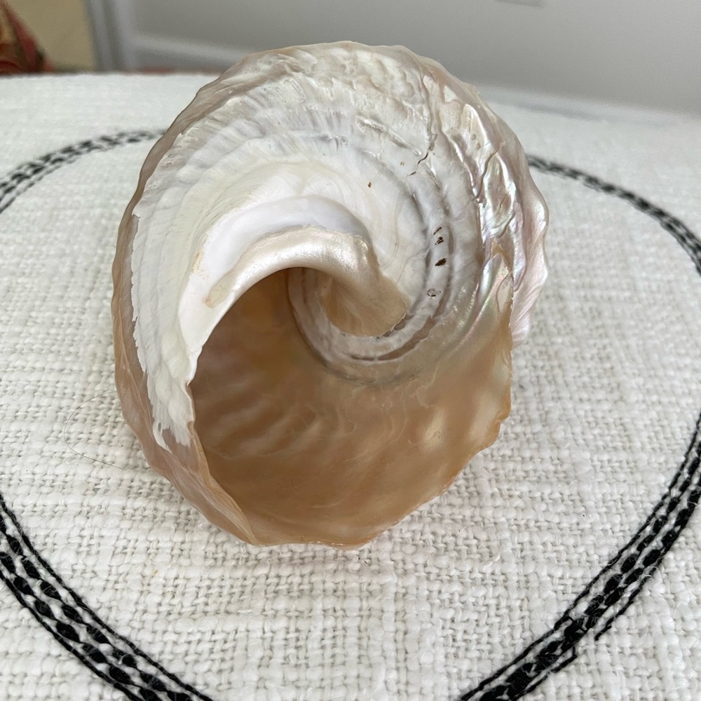 Wavy Top Turbo Shell 5 inches - Picture 6 of 8